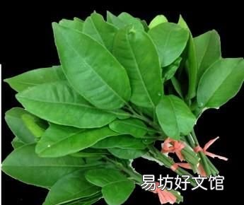 家里有跳蚤怎么办能除根:如何驱赶跳蚤?