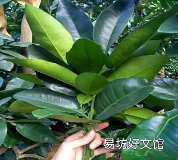 家里有跳蚤怎么办能除根:如何驱赶跳蚤?