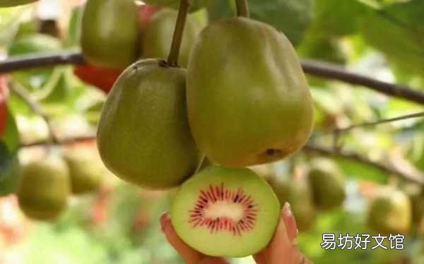 47种常吃水果的成熟时间表 荔枝什么时候成熟季节