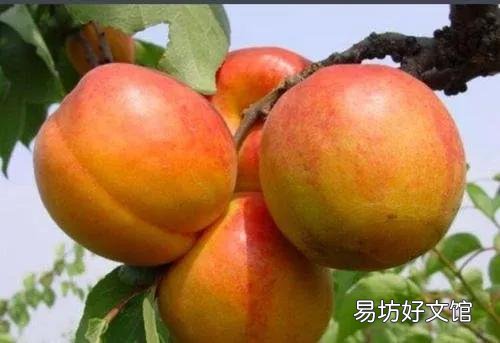 47种常吃水果的成熟时间表 荔枝什么时候成熟季节