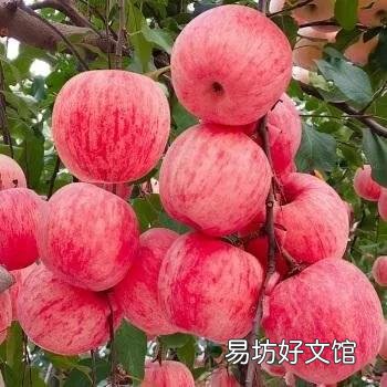 47种常吃水果的成熟时间表 荔枝什么时候成熟季节