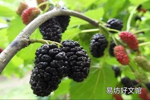 47种常吃水果的成熟时间表 荔枝什么时候成熟季节