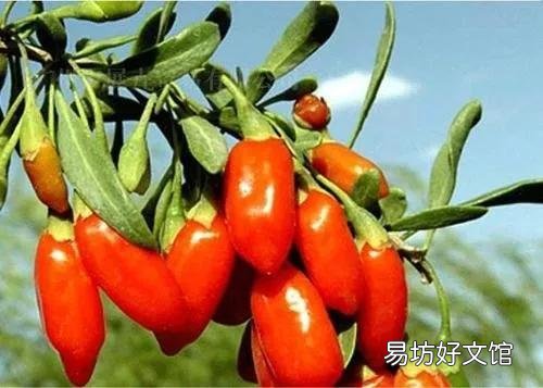 47种常吃水果的成熟时间表 荔枝什么时候成熟季节