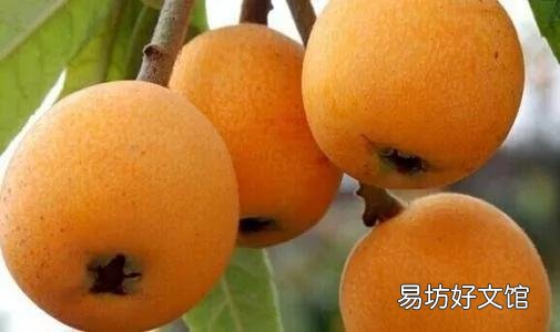 47种常吃水果的成熟时间表 荔枝什么时候成熟季节