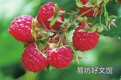 47种常吃水果的成熟时间表 荔枝什么时候成熟季节