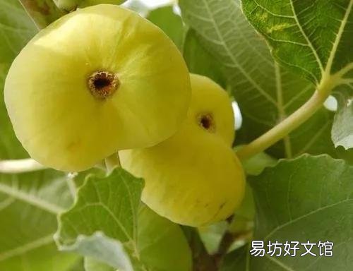 47种常吃水果的成熟时间表 荔枝什么时候成熟季节