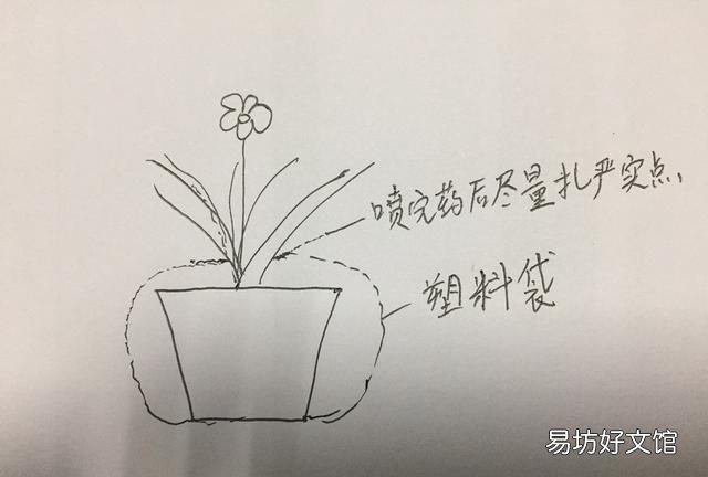 家里有小黑虫怎么清除,室内有小黑虫,应该怎么除虫