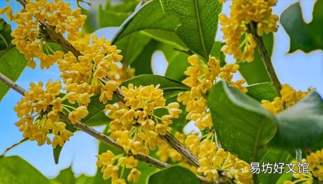 桂花栽培管理技术 桂花树的养殖方法和注意事项