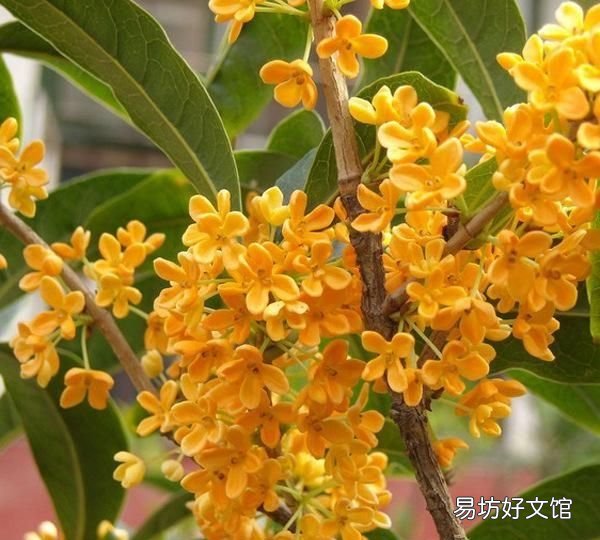 桂花栽培管理技术 桂花树的养殖方法和注意事项