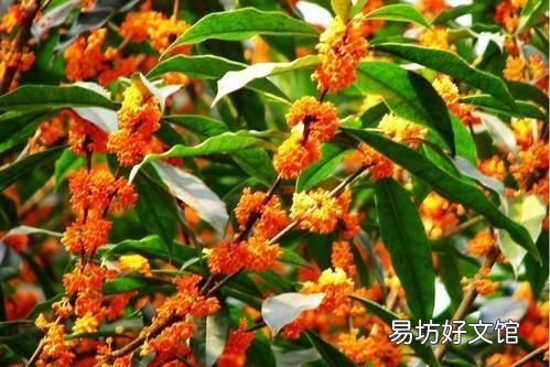 桂花栽培管理技术 桂花树的养殖方法和注意事项