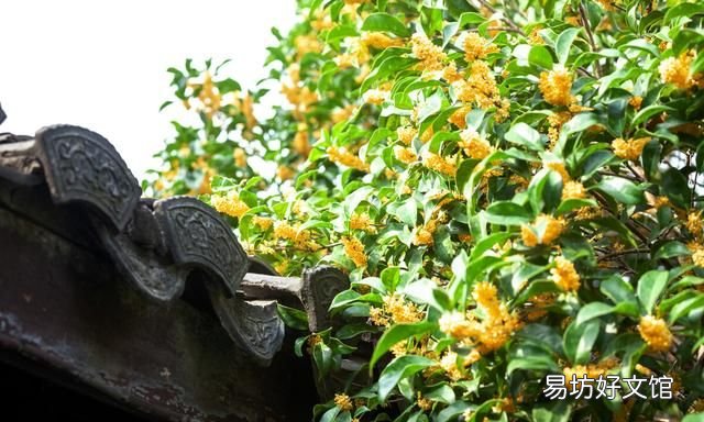 桂花栽培管理技术 桂花树的养殖方法和注意事项