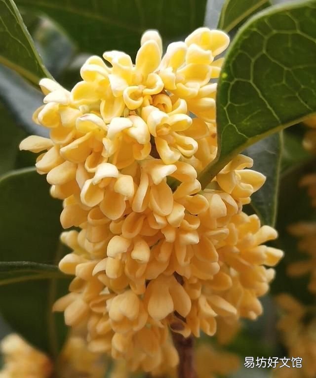 桂花栽培管理技术 桂花树的养殖方法和注意事项