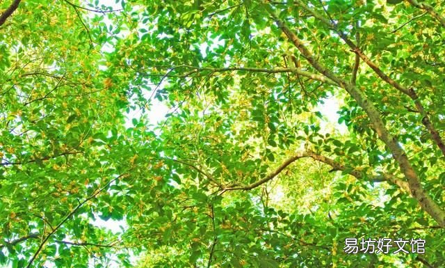 桂花栽培管理技术 桂花树的养殖方法和注意事项