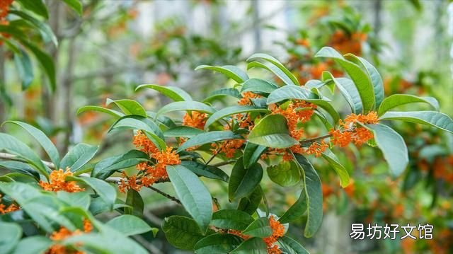 桂花栽培管理技术 桂花树的养殖方法和注意事项