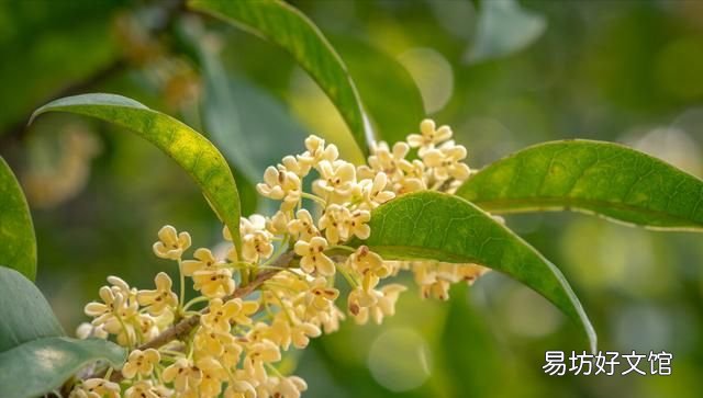 桂花栽培管理技术 桂花树的养殖方法和注意事项