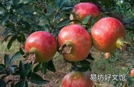 西安的市花是什么名字