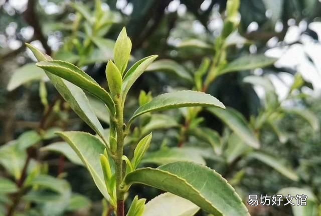 碧螺春是哪类茶,碧螺春是一种什么茶