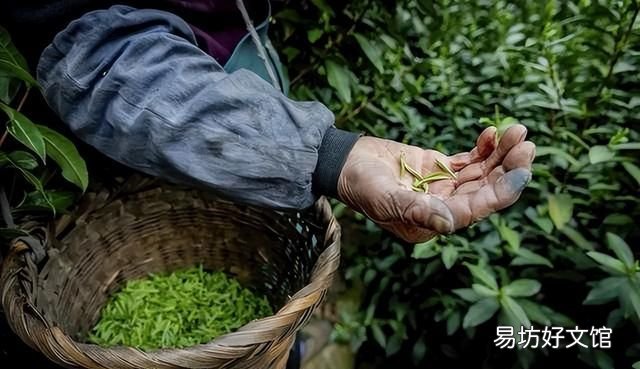 碧螺春是哪类茶,碧螺春是一种什么茶