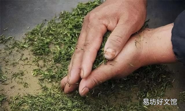碧螺春是哪类茶,碧螺春是一种什么茶