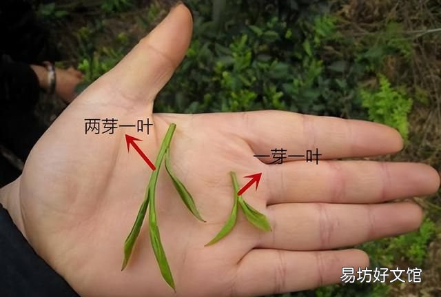 碧螺春是哪类茶,碧螺春是一种什么茶