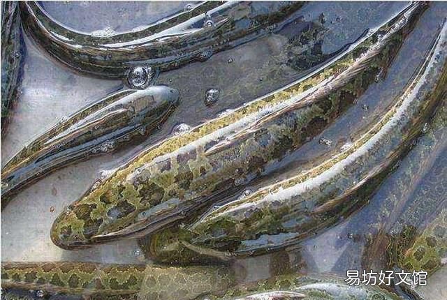 黄鱼是淡水鱼还是海水鱼:黑鱼是什么?