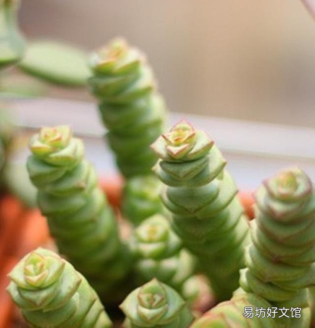 钱串子的养殖方法,钱串子的寓意是什么