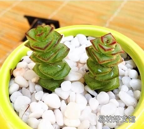 钱串子的养殖方法,钱串子的寓意是什么