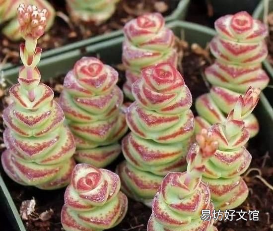 钱串子的养殖方法,钱串子的寓意是什么