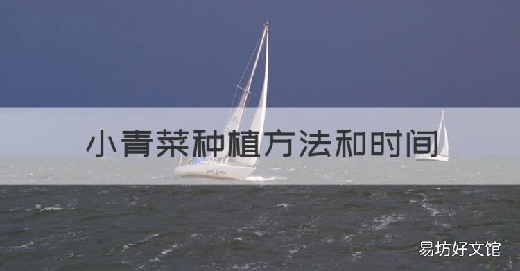 小青菜种植方法和时间,上海小青菜的种植方法和时间