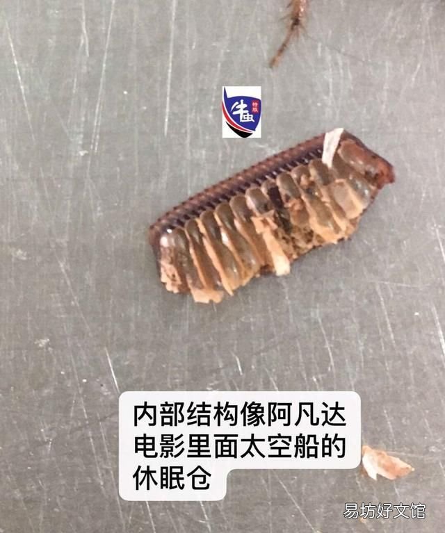 蟑螂怎么才能除灭绝?
