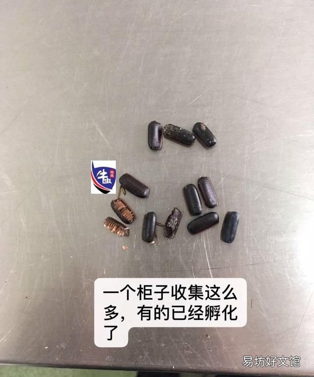 蟑螂怎么才能除灭绝?