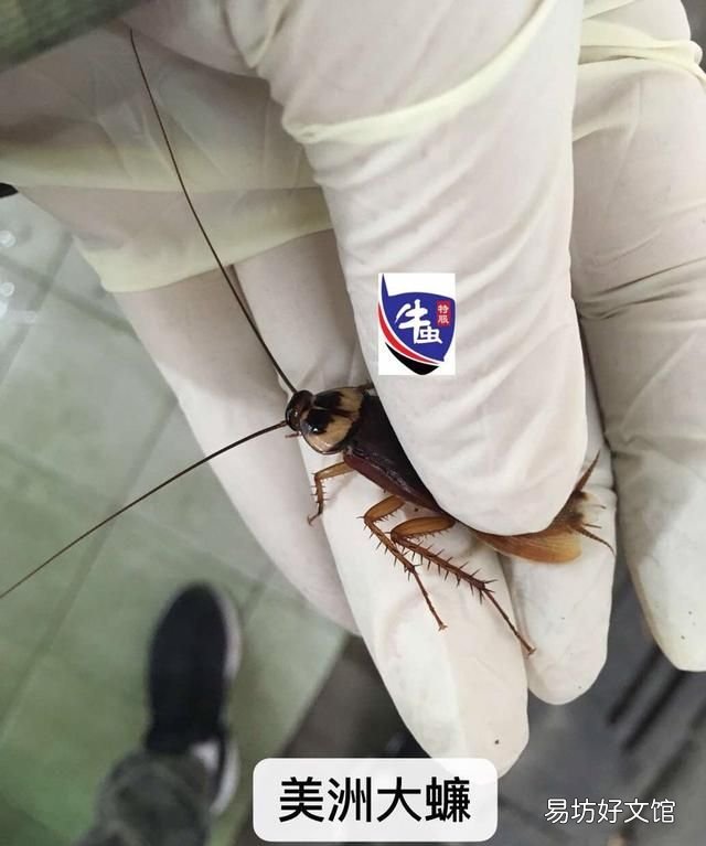 蟑螂怎么才能除灭绝?