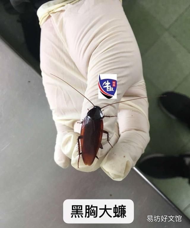 蟑螂怎么才能除灭绝?