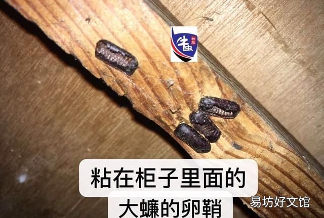 蟑螂怎么才能除灭绝?