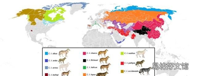 狗与狼是否有血缘关系呢