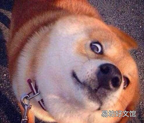 狗与狼是否有血缘关系呢