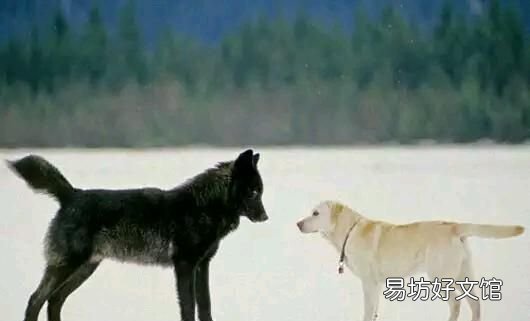 狗与狼是否有血缘关系呢