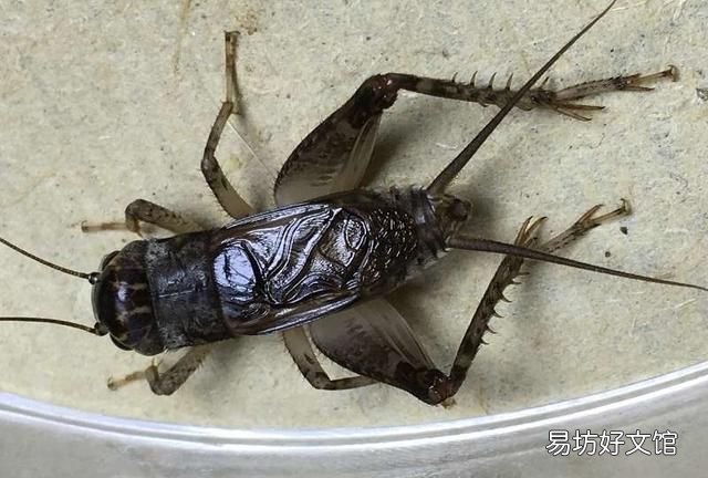 蛐蛐吃什么 蟋蟀的饲养方法