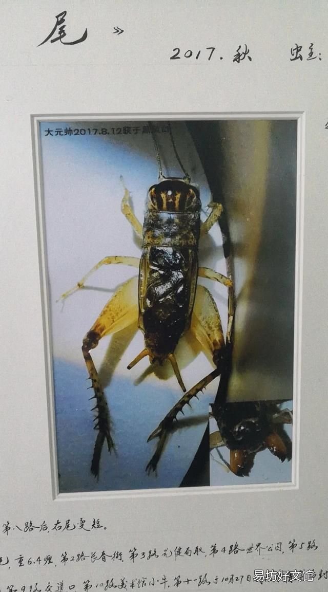 蛐蛐吃什么 蟋蟀的饲养方法