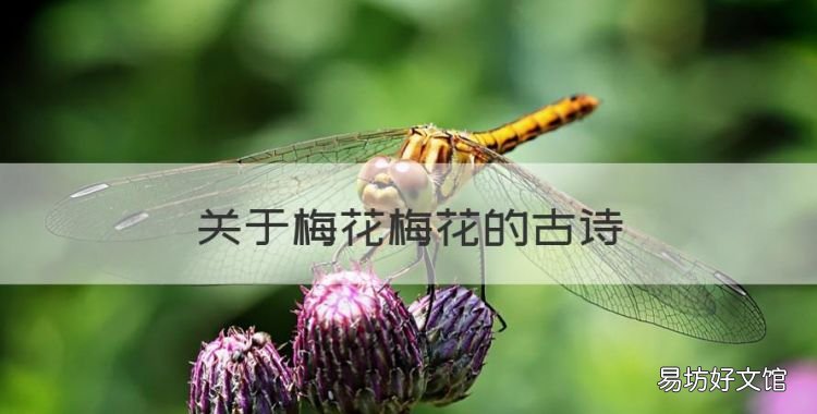 关于梅花梅花的古诗,描写梅花的诗句古诗词二年级