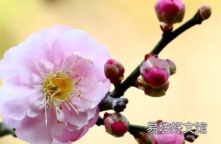 关于梅花梅花的古诗,描写梅花的诗句古诗词二年级