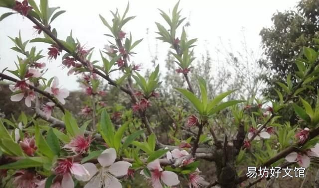 花都税务局在什么地方