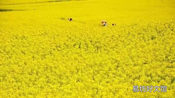 花都税务局在什么地方