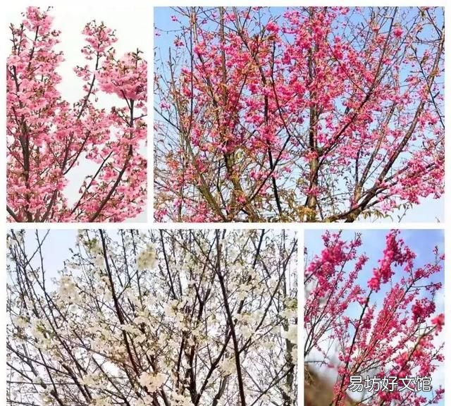 花都税务局在什么地方