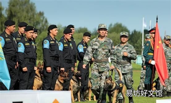 警犬和军犬是怎么分类的呢