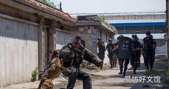 警犬和军犬是怎么分类的呢