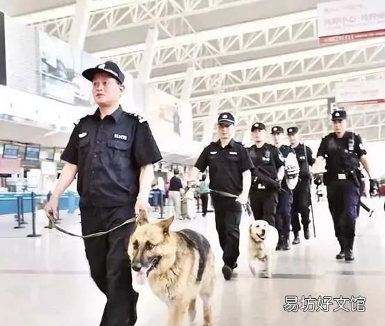 警犬和军犬是怎么分类的呢