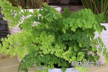 铁线蕨怎么养护? 铁线蕨的养殖方法