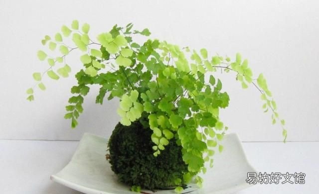铁线蕨怎么养护? 铁线蕨的养殖方法