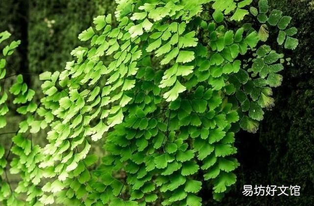 铁线蕨怎么养护? 铁线蕨的养殖方法